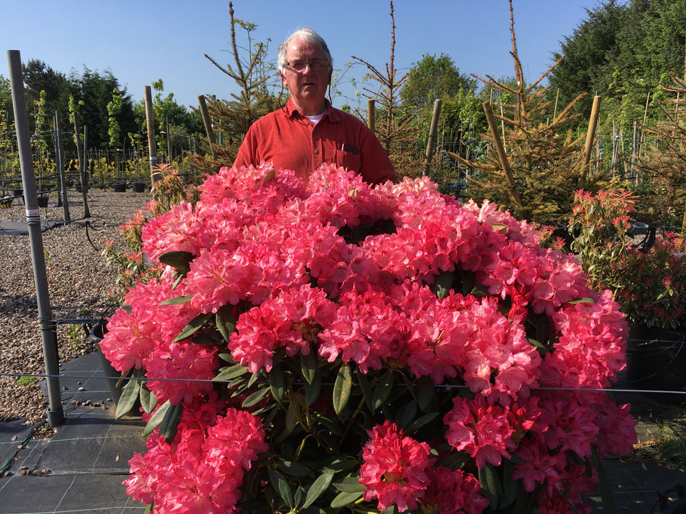 Rhododendron | Hedgehogs Garden Services and Supplies